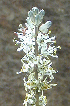 HASTINGSIA ALBA NNS 98-310