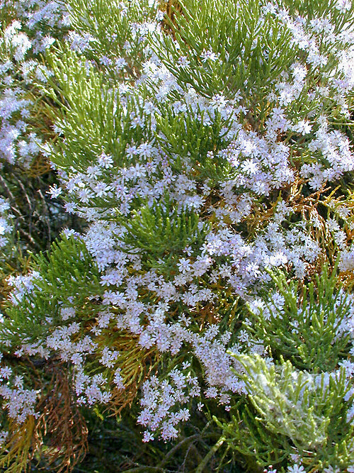 HEBE CUPRESSOIDES 'BOUGHTON DOME'