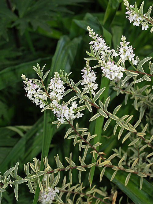 HEBE 'GLAUCOPHYLLA VARIEGATA'