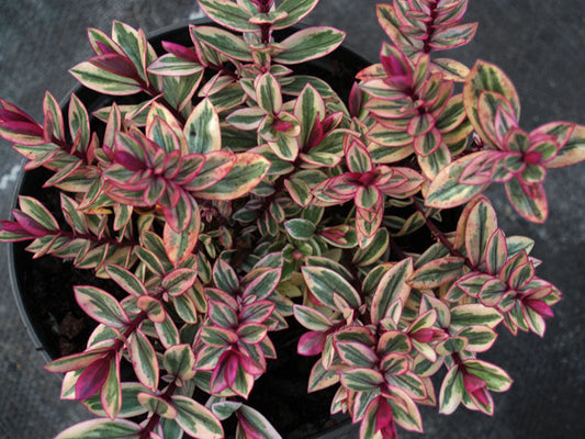 HEBE 'RHUBARB AND CUSTARD'