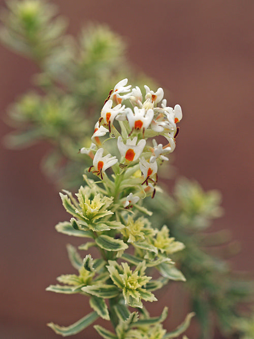 HEBENSTRETIA DURA VARIEGATED