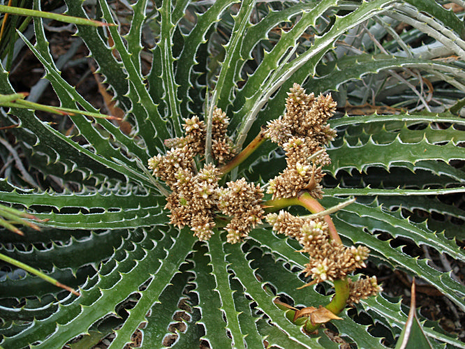 HECHTIA ARGENTEA