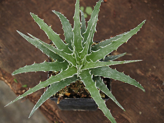 HECHTIA SP. 3.