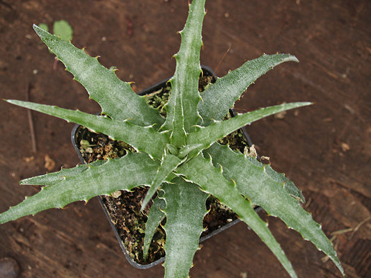 HECHTIA SP. 5.
