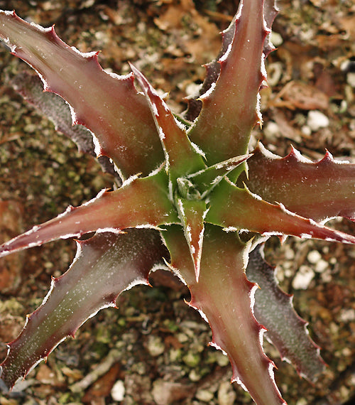 HECHTIA SP. 4.