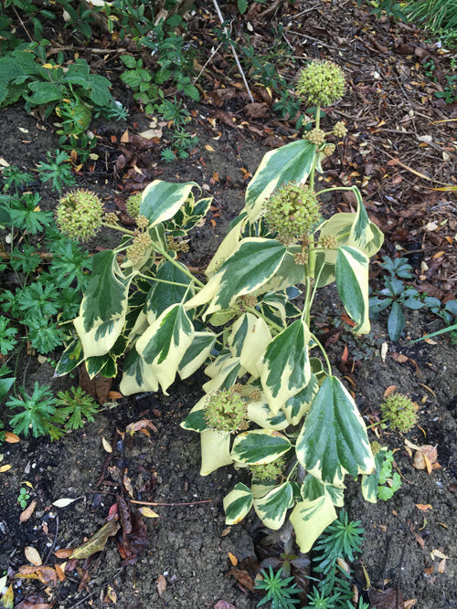 HEDERA COLCHICA 'DENTATA VARIEGATA' ARBOREAL