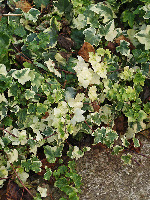 HEDERA HELIX 'CLOTTED CREAM'