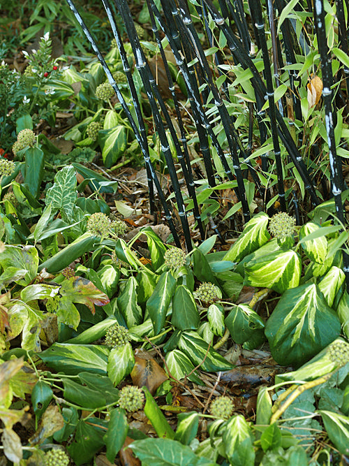 HEDERA COLCHICA 'SULPHUR HEART' aboreal form