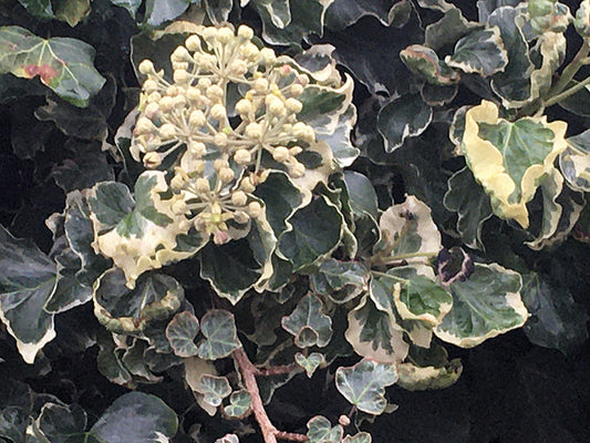 HEDERA HELIX 'CURVACEOUS'