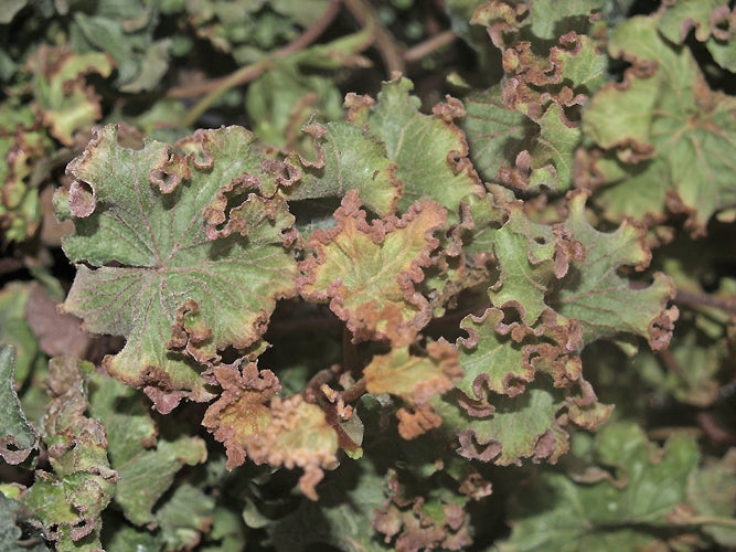 HEDERA HELIX 'DEAD AGAIN'