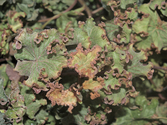 HEDERA HELIX 'DEAD AGAIN'
