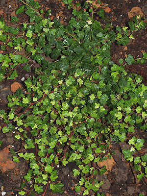 HEDERA HELIX 'DUCKFOOT'