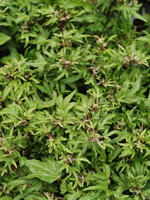 HEDERA HELIX 'DYINII'