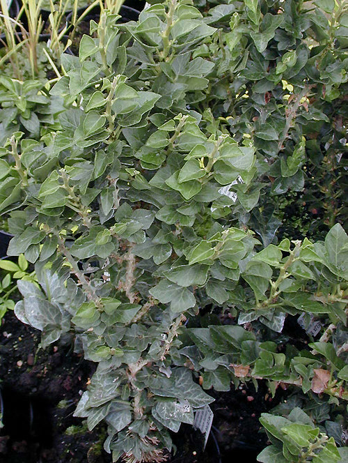 HEDERA HELIX 'ERECTA'