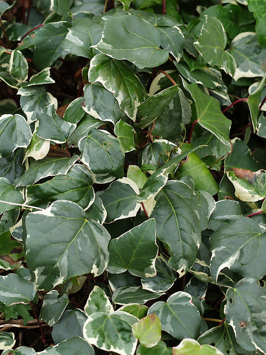 HEDERA ALGERIENSIS 'GLOIRE DE MARENGO'