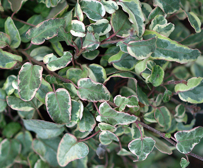 HEDERA HELIX 'BETTINA'