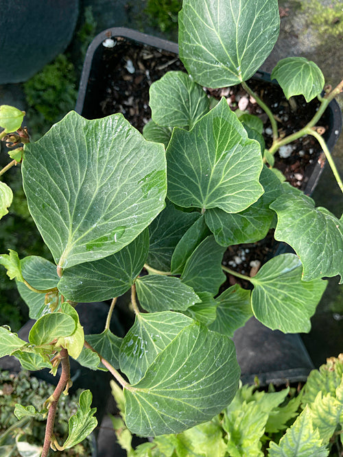 HEDERA HELIX 'COCKLESHELL'