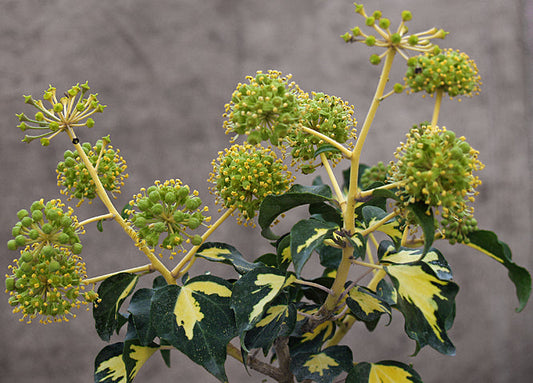 HEDERA HELIX 'GOLDHEART' ARBOREAL