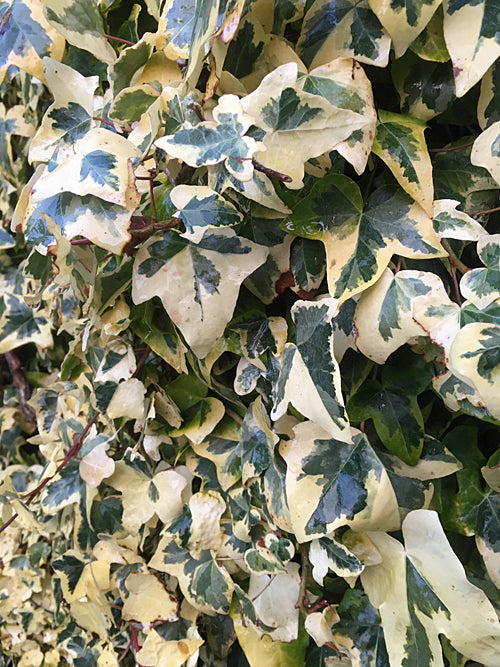 HEDERA HELIX 'GLACIER'