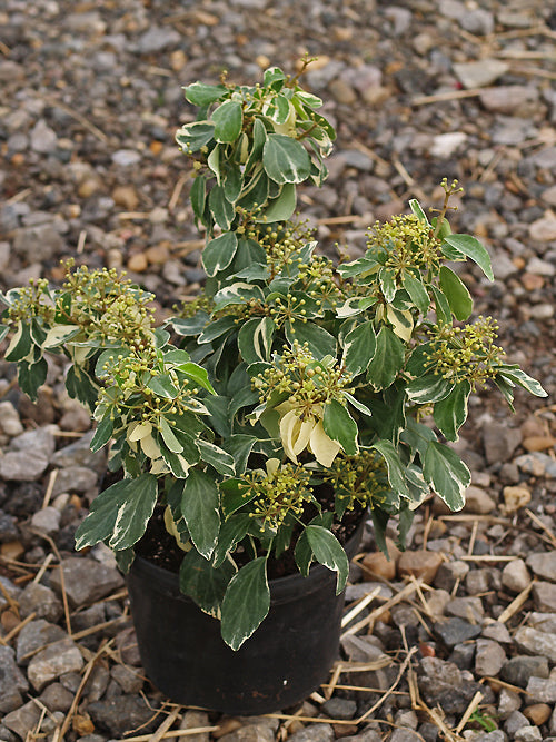HEDERA HELIX 'JARA' (arboreal form)