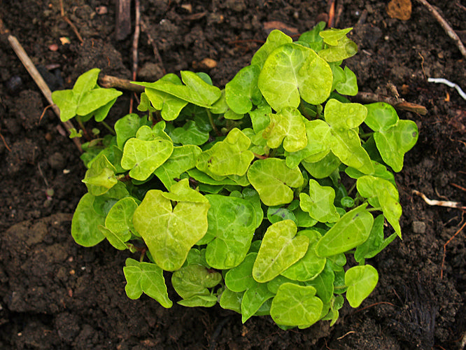 Hedera helix 'Jake' 