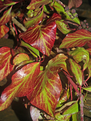 HEDERA HELIX 'PANT GWYN'