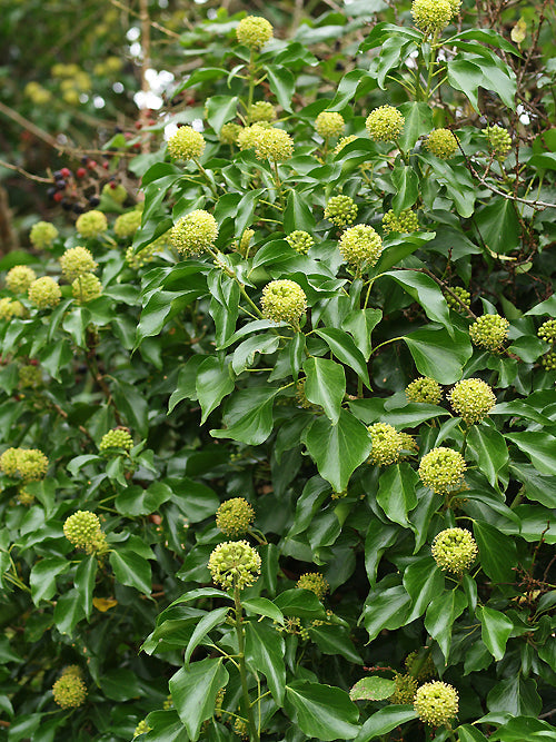 HEDERA HELIX
