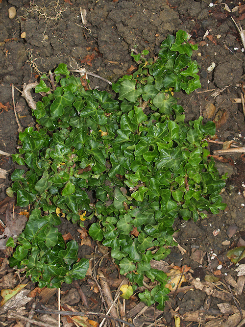 HEDERA HELIX 'CONGESTA'