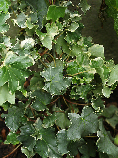 HEDERA HELIX 'ELFENBEIN'