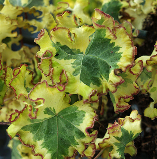 HEDERA HELIX 'FREDRICK'