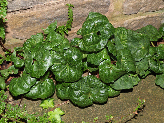 HEDERA HELIX 'PERKEO'