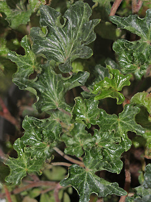 HEDERA HELIX 'IVALACE'