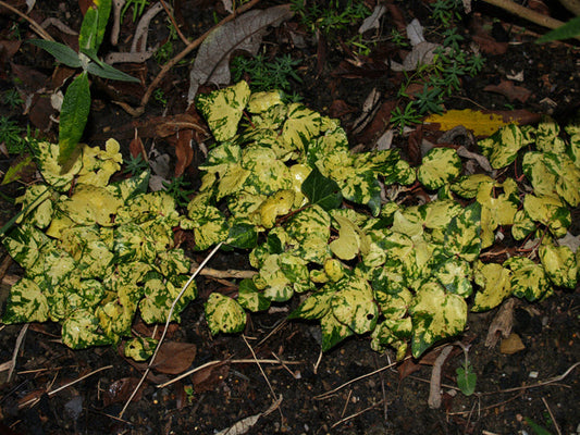HEDERA HELIX 'MIDAS TOUCH'