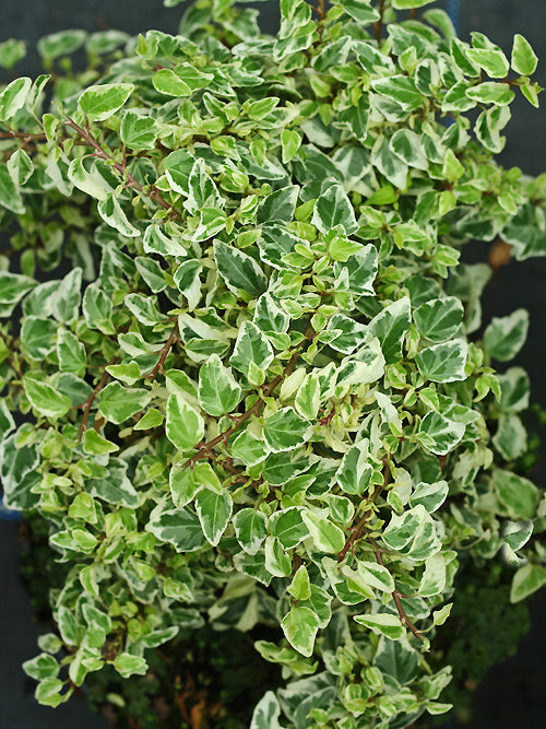 HEDERA HELIX 'MINIKIN'