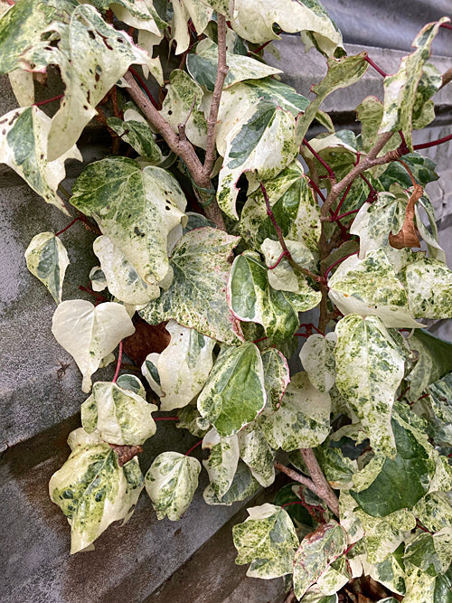 HEDERA ALGERIENSIS 'MARGINOMACULATA'