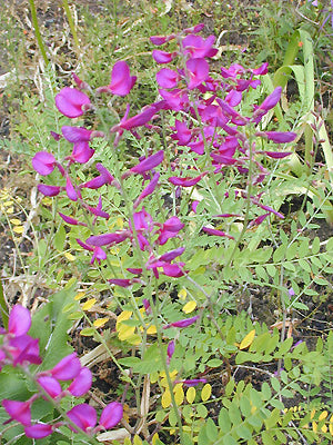 CORETHRODENDRON MULTIJUGUM