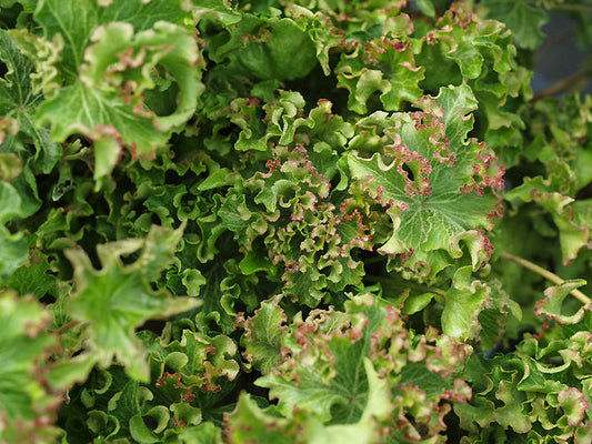 HEDERA HELIX 'PINK 'N' VERY CURLY'