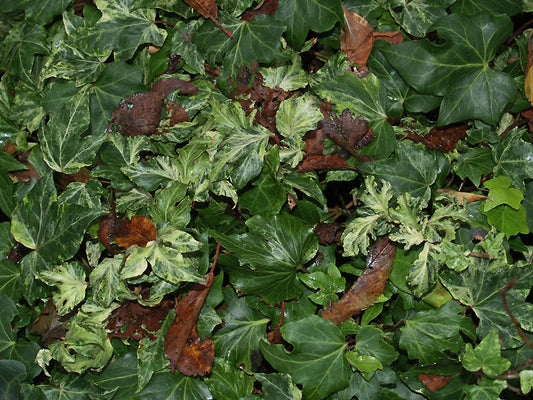 HEDERA HELIX 'RALEIGH DELIGHT'