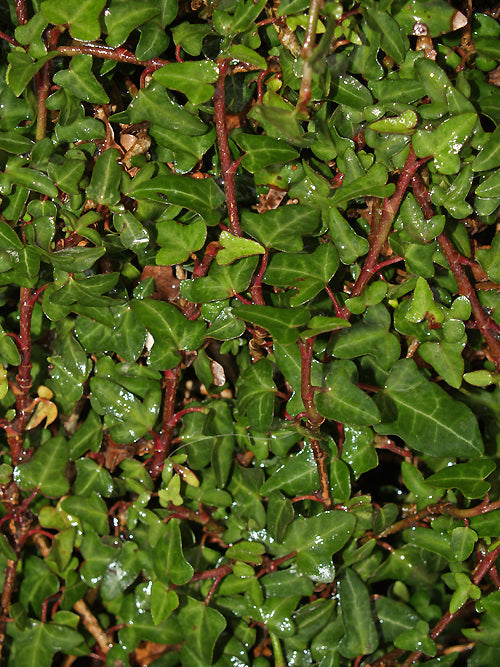 HEDERA HIBERNICA 'SPETCHLEY'