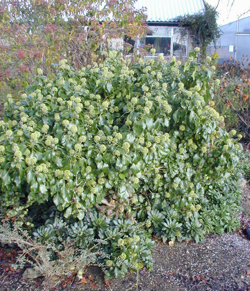 HEDERA HELIX 'IVY TREE'