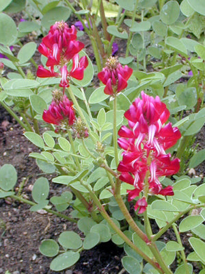 SULLA CORONARIA