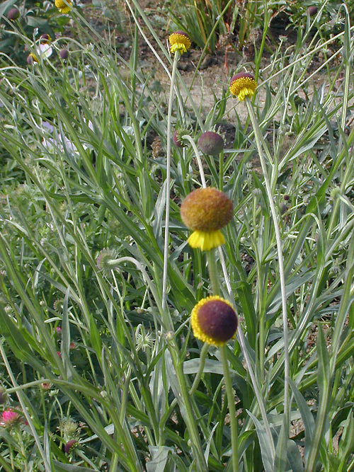 HELENIUM 'AUTUMN LOLLIPOP'