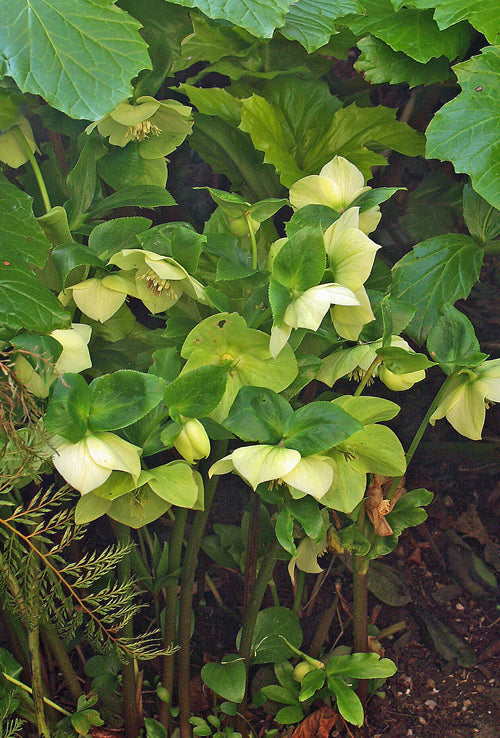 HELLEBORUS x HYBRIDUS 'CITRON' SEEDLINGS