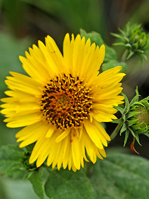 HELIANTHUS 'CUT ENDS'