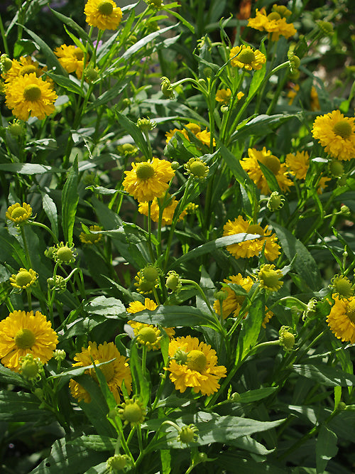 HELENIUM 'DOUBLE TROUBLE'