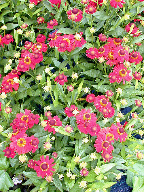 HELENIUM 'DUNKLE PRACHT'