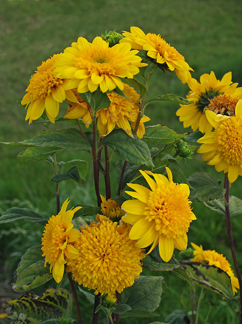 HELIANTHUS 'HAPPY DAYS'