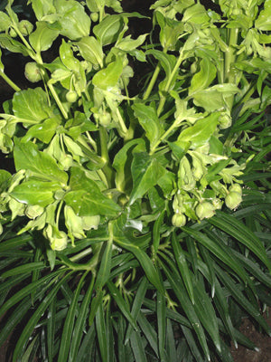 HELLEBORUS FOETIDUS Italian form