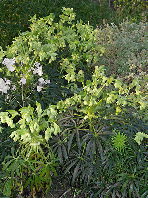 HELLEBORUS FOETIDUS