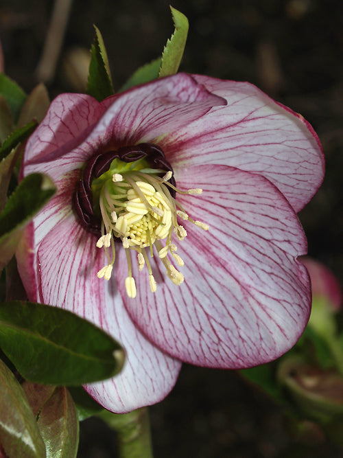 HELLEBORUS x HYBRIDUS BEST PICOTEE